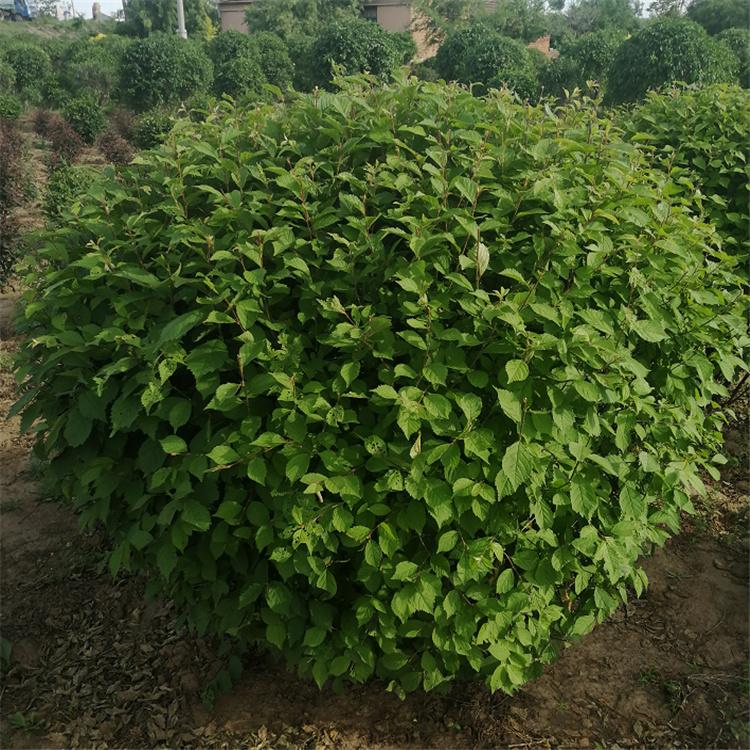 榆叶梅球 园林绿化灌木球 冠幅70-150cm 美景苗圃