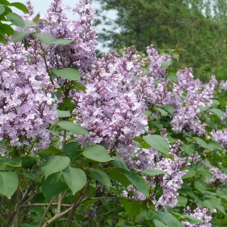 小叶丁香 四季丁香 花期长 绿篱绿化 美景苗圃供应