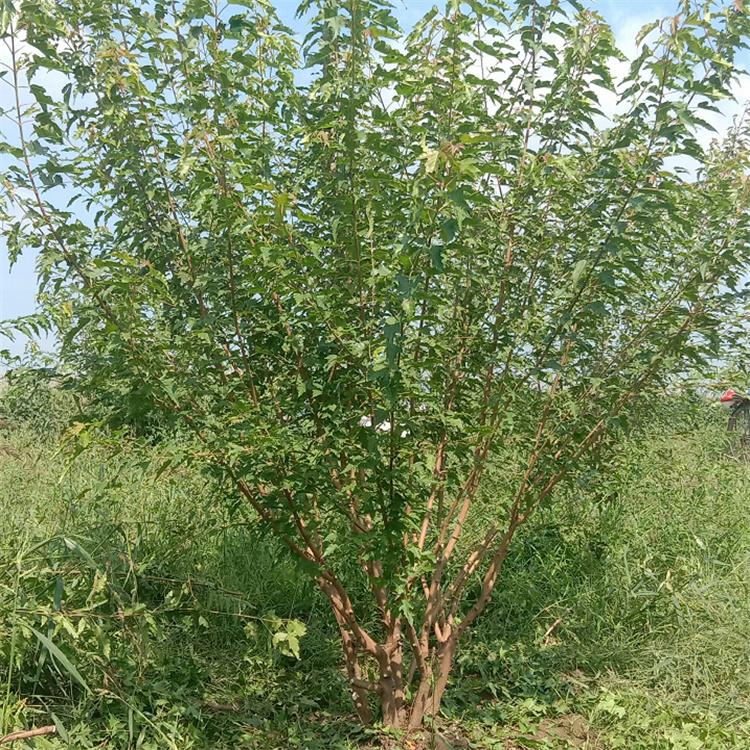 丛生茶条槭  风景园林绿化树 树形饱满 美景苗圃