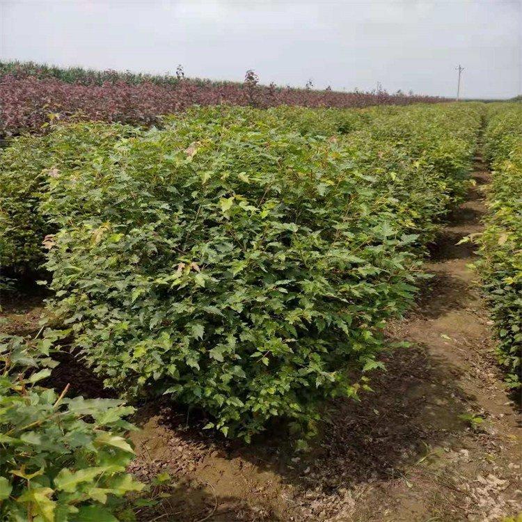 茶条槭球 三角枫球 公园街道绿化风景树苗 美景苗圃