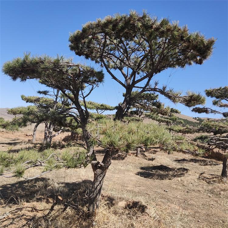 造型油松 油松树 景观绿化树 美景苗圃