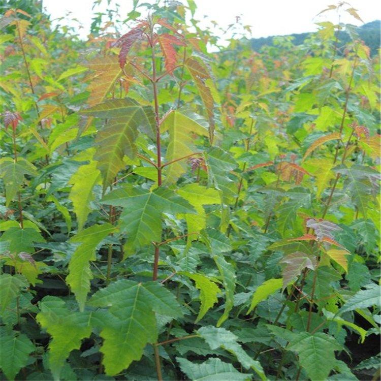 茶条槭杯苗 园林观赏绿化用 茶条槭苗 美景苗圃