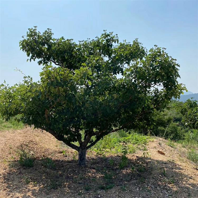 山楂树 结果实较早寿命长 山坡岗地均可栽种 抗寒抗风能力强