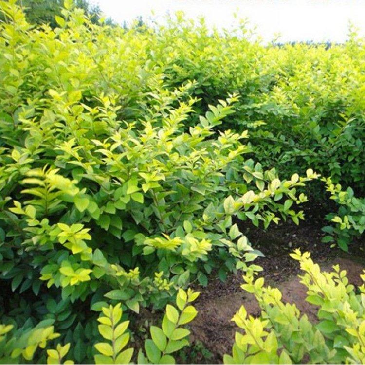 水蜡小苗 金叶水蜡小苗 水腊绿篱 夹植水腊  美景苗圃