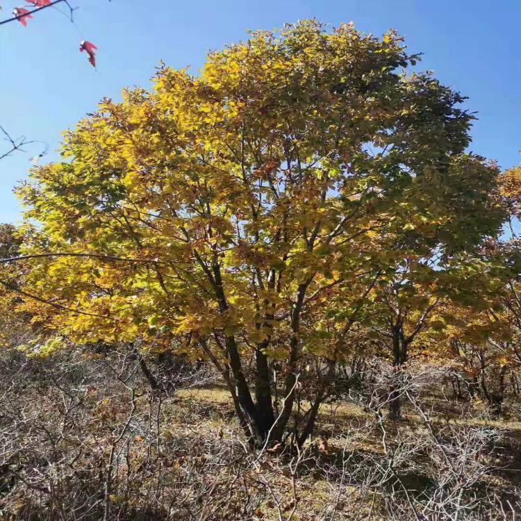 丛生蒙古栎 落叶乔木 厂区绿化 风景园林植被绿化树 美景苗圃