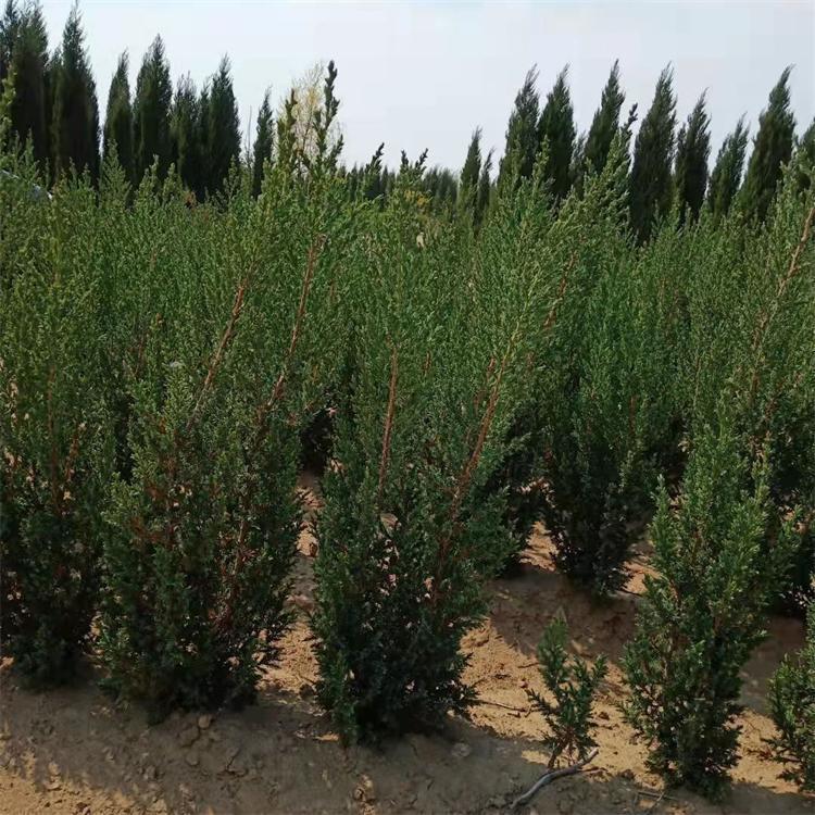 丹东桧柏 四季常绿灌木 庭院别墅小区绿植  美景苗圃