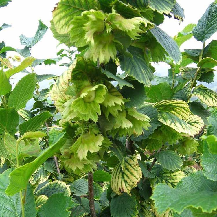 大榛子苗 扦插苗 根系发达 品质保证 美景苗圃