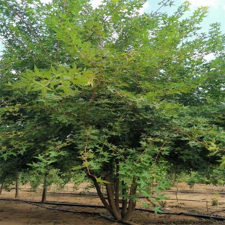 元宝枫  丛生五角枫 树形优美 景观观赏树 美景苗圃