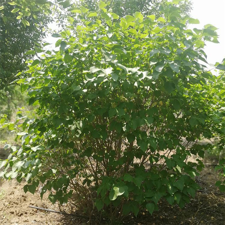 丁香大墩 庭院植物耐寒绿化树 绿化灌木 美景苗圃