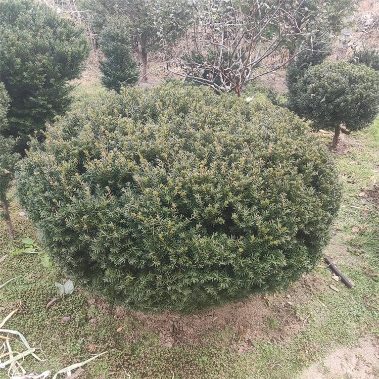 红豆杉球 常绿 道路绿化工程苗 绿化工程观赏 美景苗圃