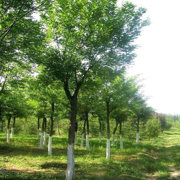 国槐 市政绿化苗木 行道绿化树 树干通直 美景苗圃