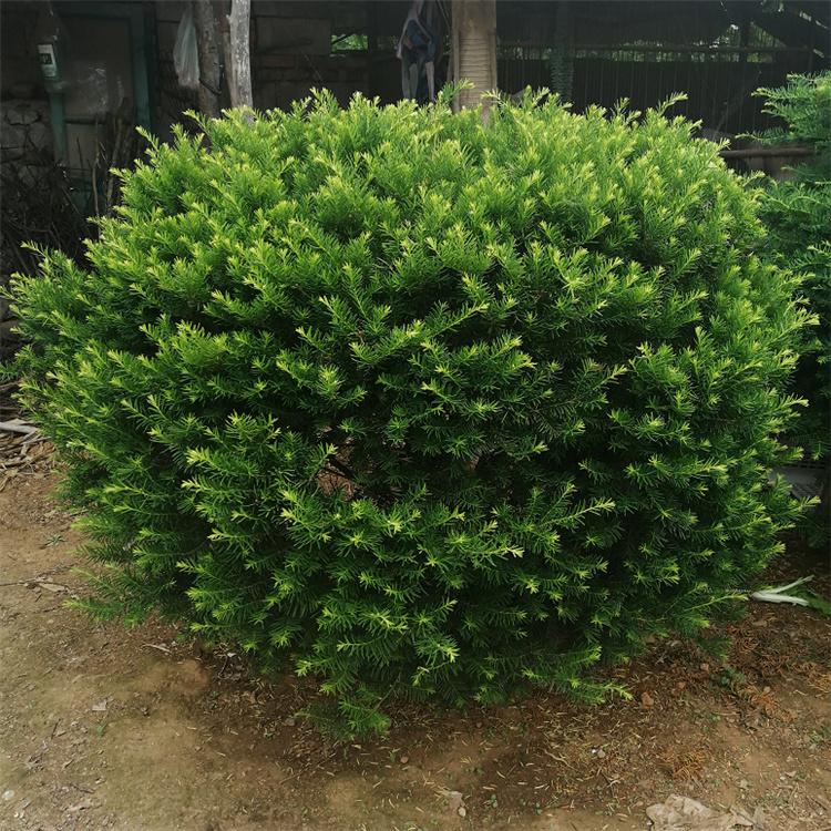 红豆杉 四季常青 城市绿化工程观赏 美景苗圃