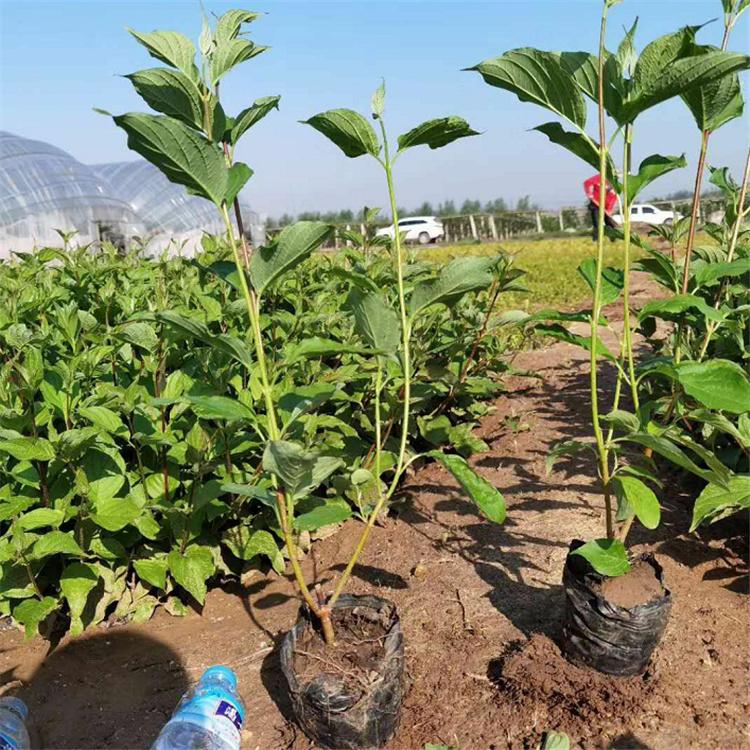 红瑞木杯苗 行道风景植物 园林工程绿化苗木 美景苗圃