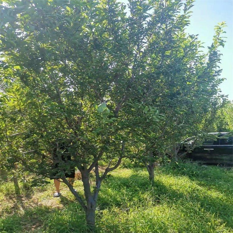 大量供应山杏 市政绿化工程 精品树型  山杏树 美景苗圃