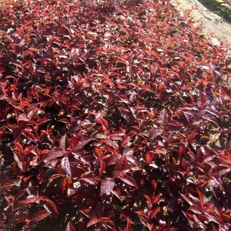 辽宁红叶李 密枝红叶李 出售密枝红叶李球 红叶李扦插苗 工程绿篱苗厂家