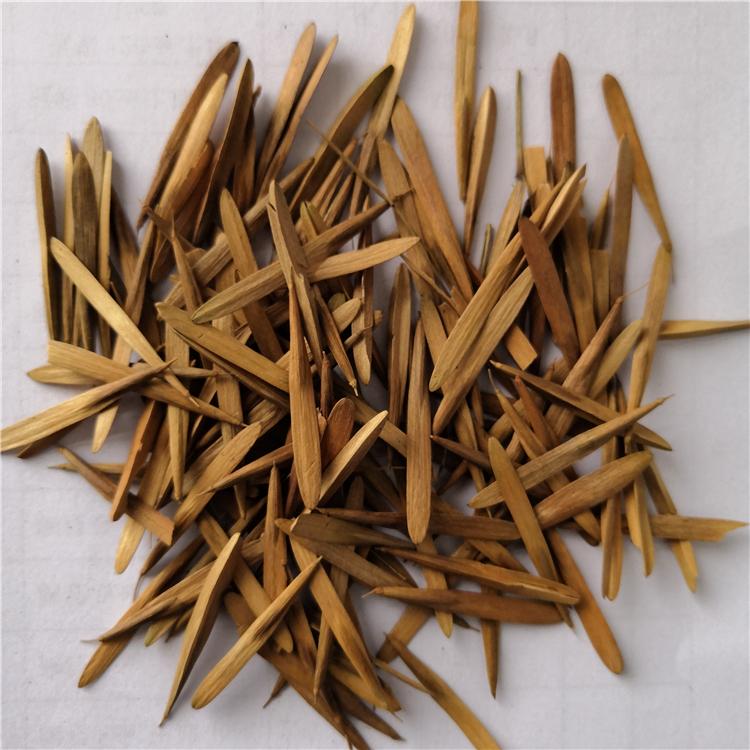 大量出售白蜡种子 沈阳白蜡树苗种子 绿化白蜡苗 价格优惠