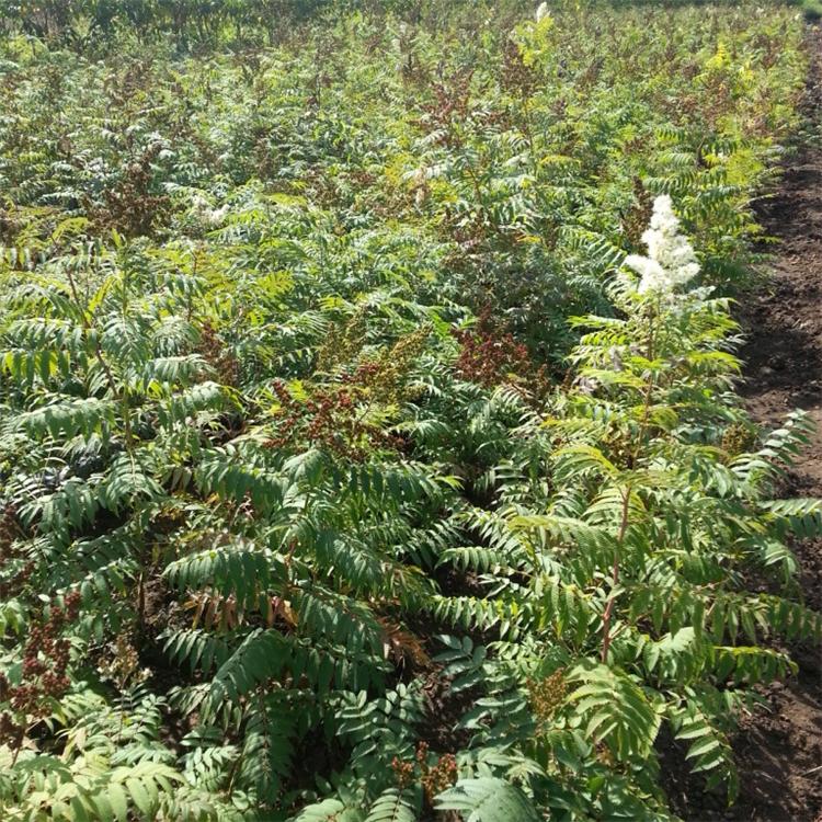 批发出售 珍珠梅播种苗 珍珠梅工程苗 珍珠梅绿篱苗 高速公路隔离带