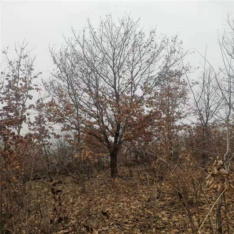 紫丁香 紫丁香苗批发 紫丁香苗价格 