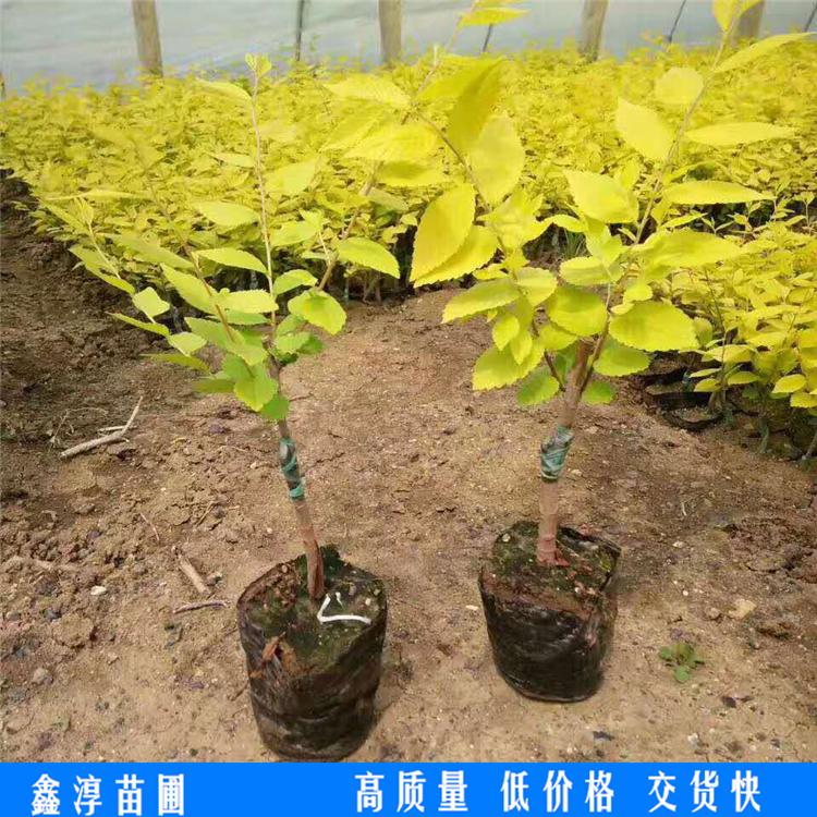 金叶榆 金叶榆树苗 批发金叶榆