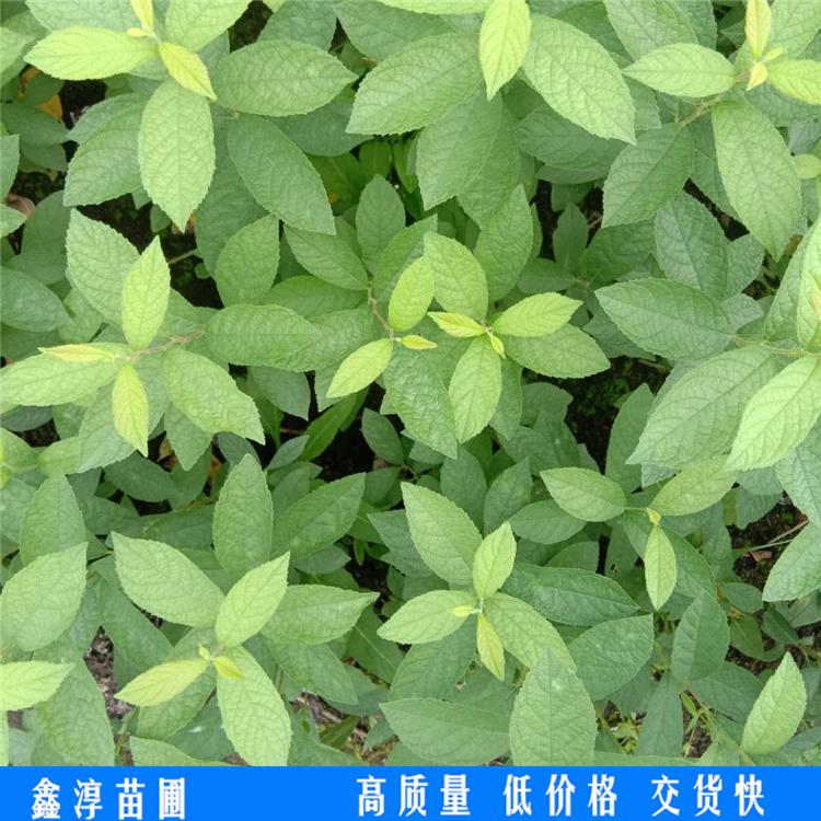 钙果苗 钙果苗价格 红钙果苗 易成活