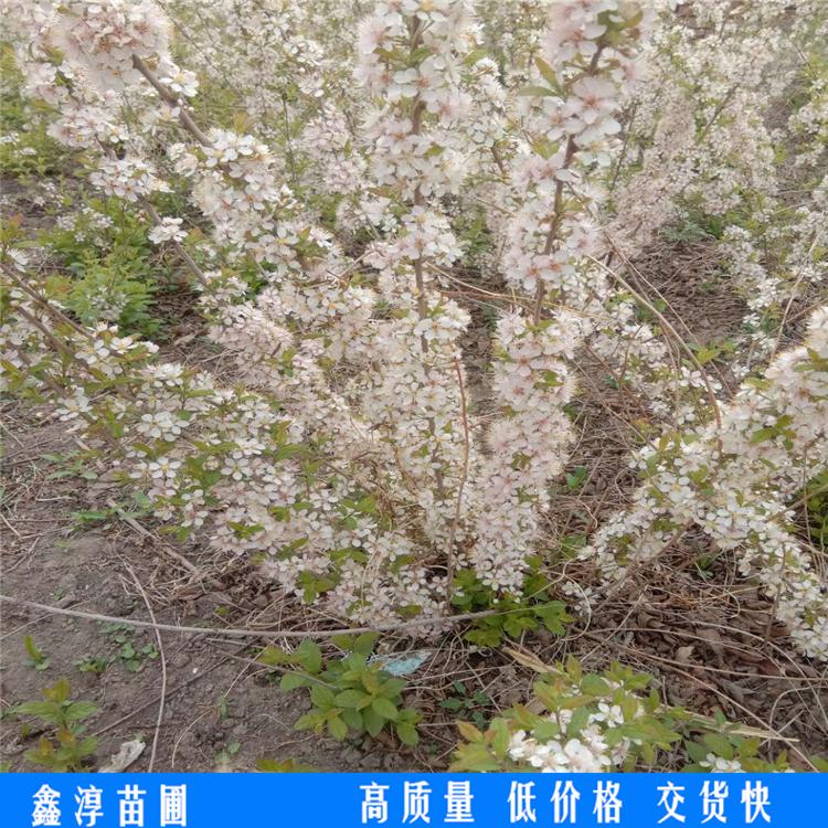 根系发达量大优惠钙果苗根系发达易成活 钙果苗