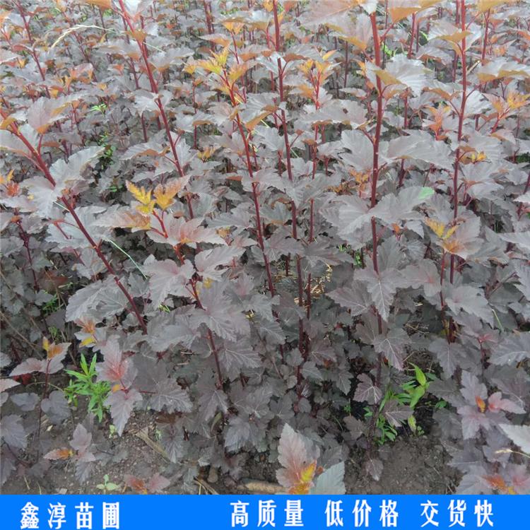 紫叶风箱果 丛生紫叶风箱果 4-6个分支 紫叶风箱果苗