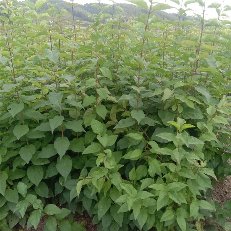 暴马丁香苗 优质暴马丁香小苗 暴马丁香价格