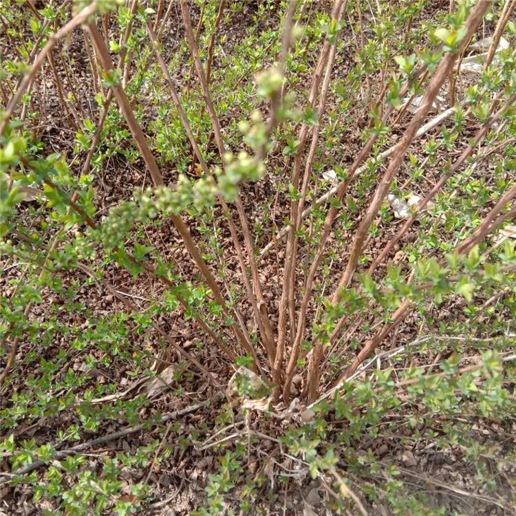 珍珠绣线菊杯苗 基地直销珍珠绣线菊 厂家直销珍珠绣线菊杯