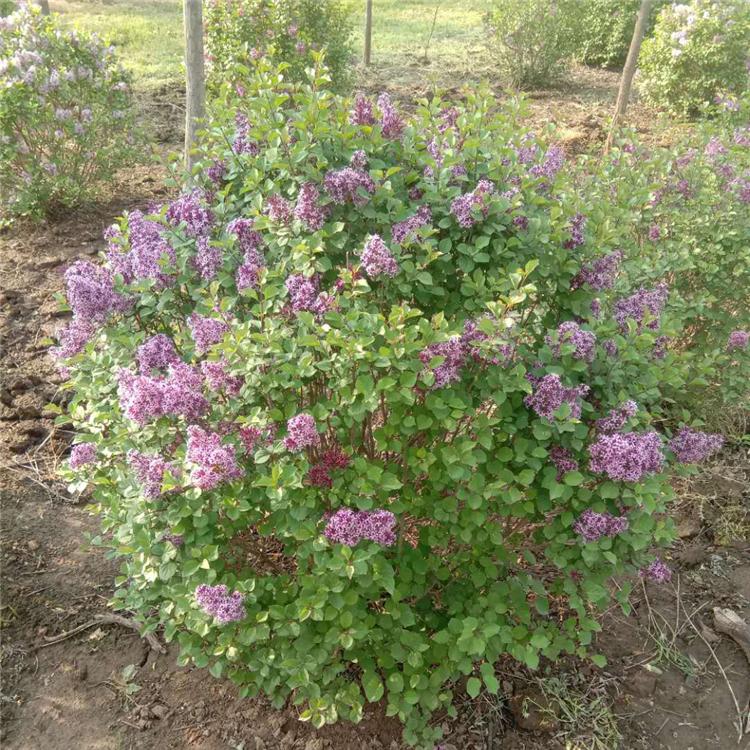 现苗供应 四季丁香 四季丁香球 春季和89月份开花