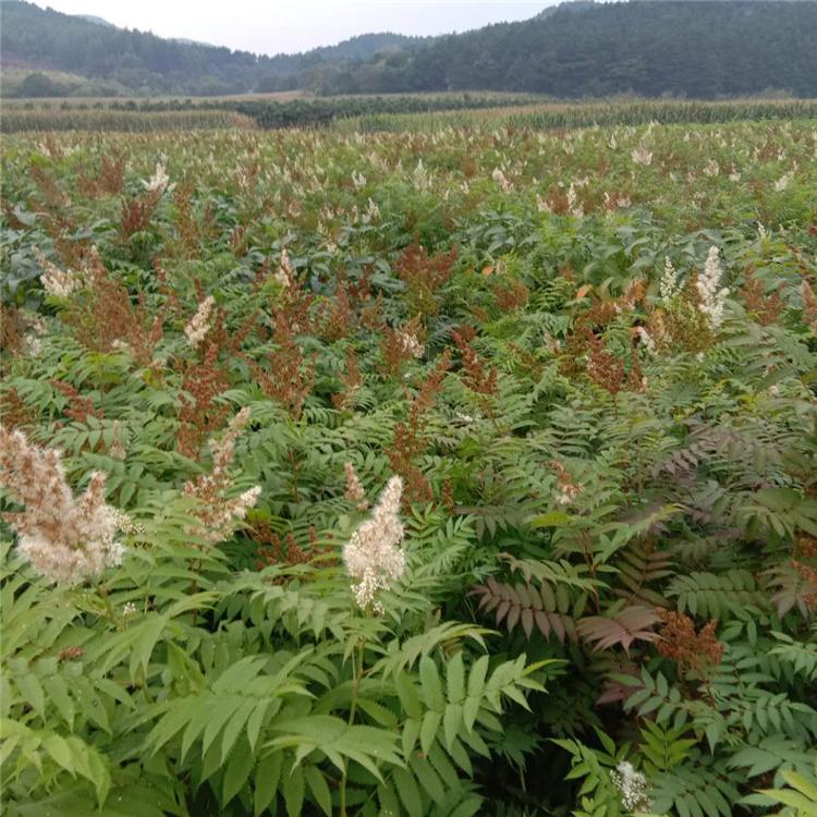 珍珠梅种植基地 绿化工程苗优质珍珠梅