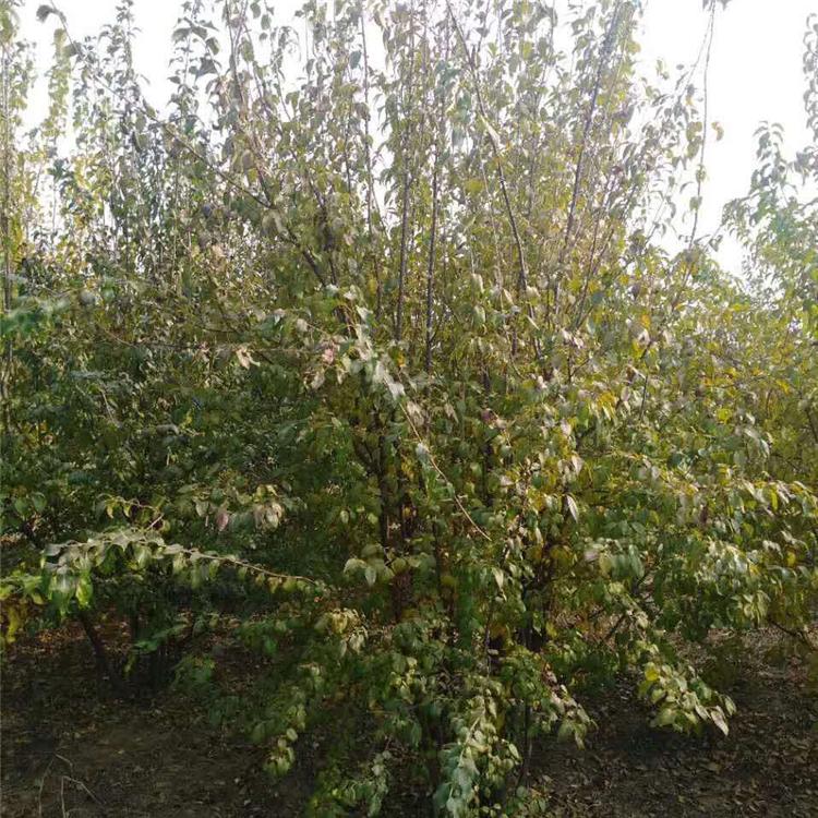 暴马丁香苗 暴马丁香大堆