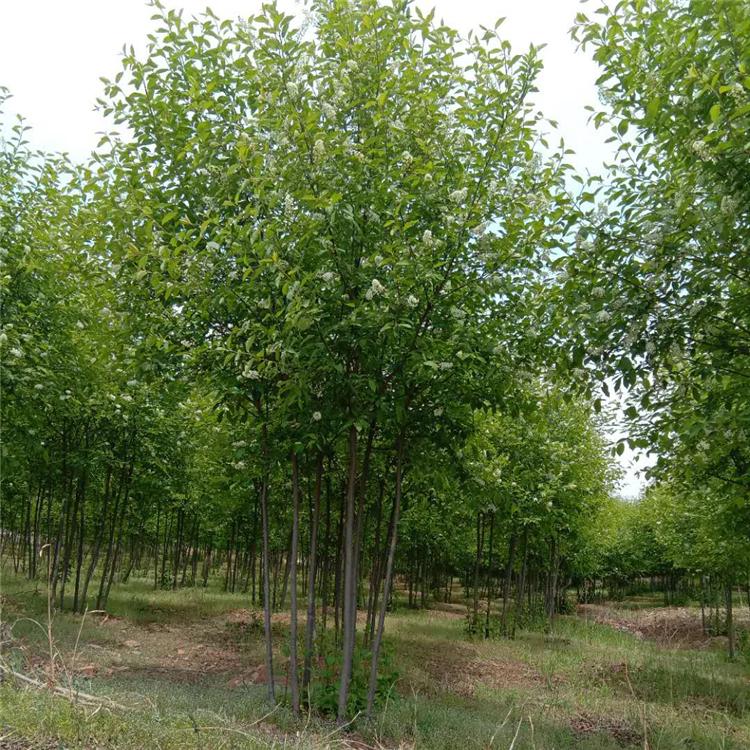 丛生紫叶稠李 紫叶稠李价格报价 苗圃直供