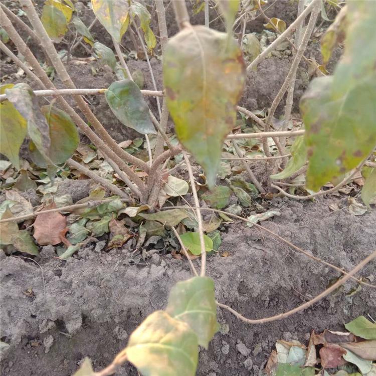 苗圃直销各种规格 暴马丁香苗 播种小苗