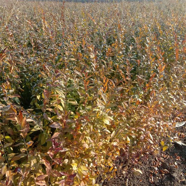 水蜡苗 水腊小苗厂家直销