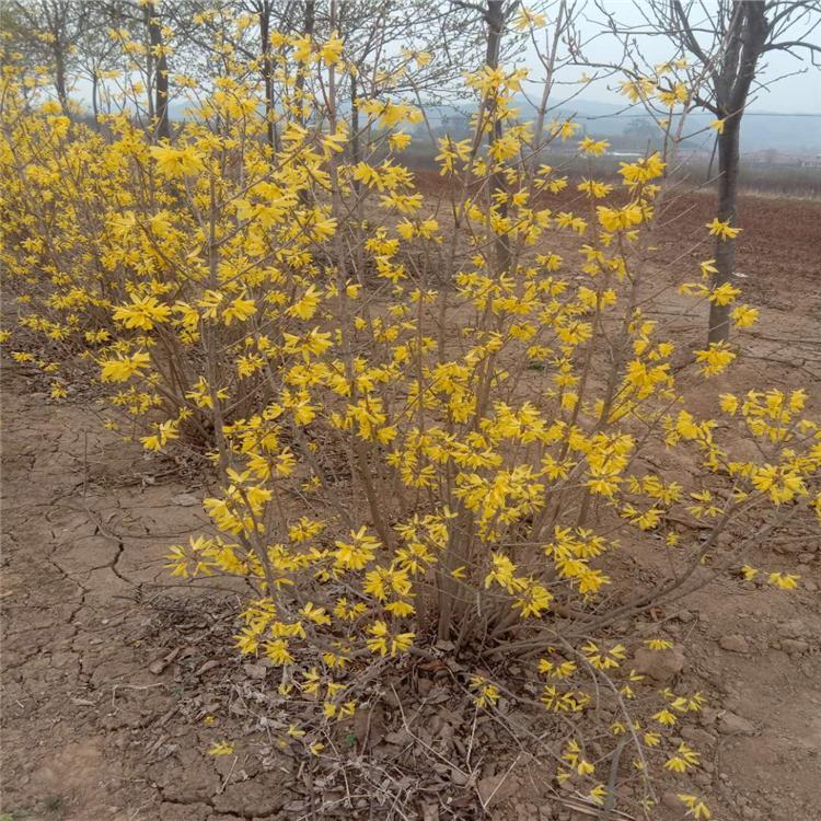 东北连翘苗 东北连翘种子 苗圃直发