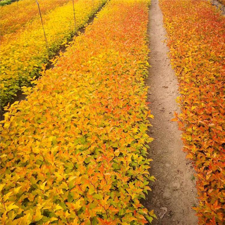 金叶风箱果 风箱果小苗 基地直供