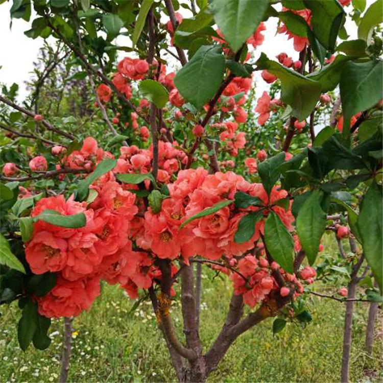 基地大量供应 绚丽海棠树苗 北美海棠树苗规格齐全 各种品种量大优惠