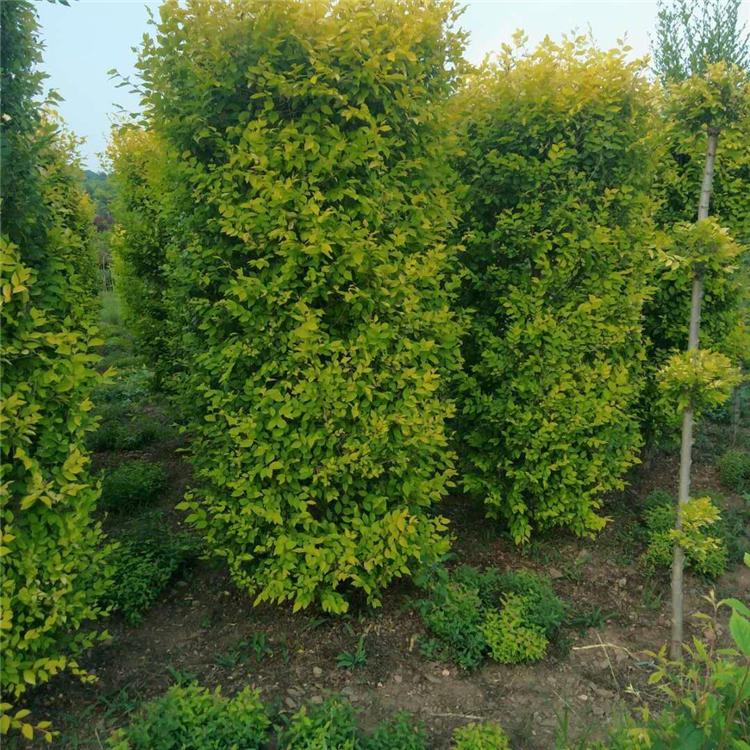 销售精品金叶榆 各种规格金叶榆价格
