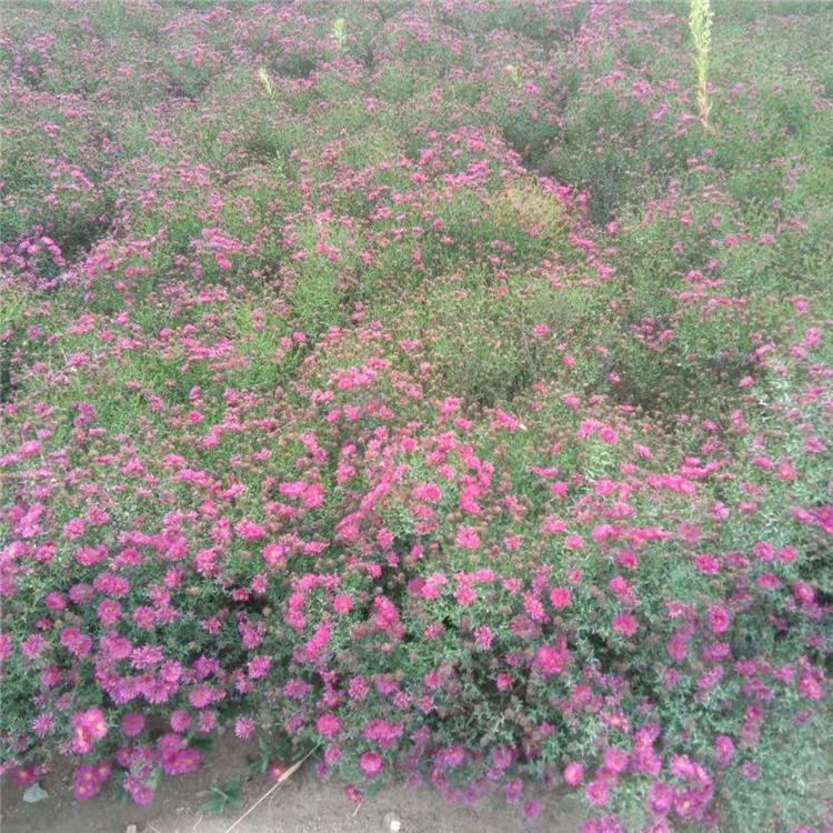 荷兰菊供应 荷兰菊花苗苗圃荷兰菊盆苗批发