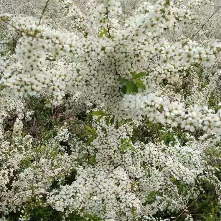 麻叶绣线菊种植基地,绿化绣线菊苗,珍珠绣线菊批发