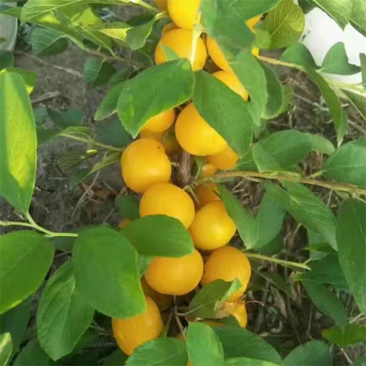 钙果苗 钙果苗价格 红钙果苗 易成活