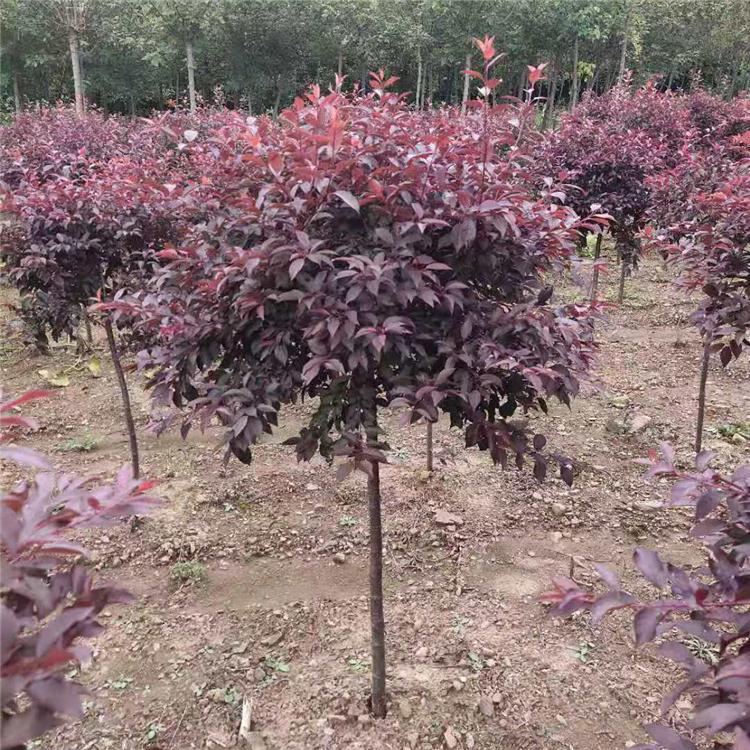 密枝红叶李苗 鑫淳苗圃 基地直发