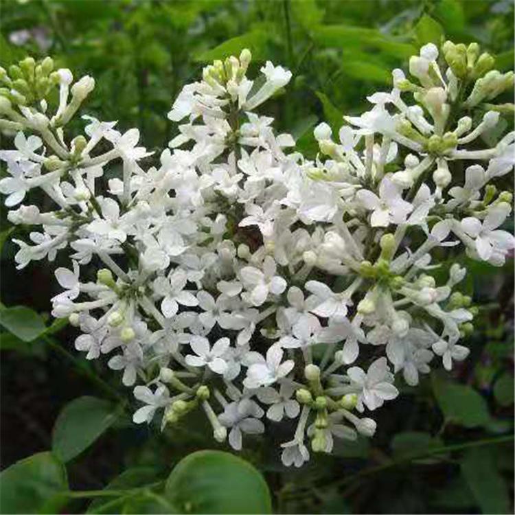 厂家供应 暴马丁香苗 适应性强成活高 垂丝暴马丁香苗