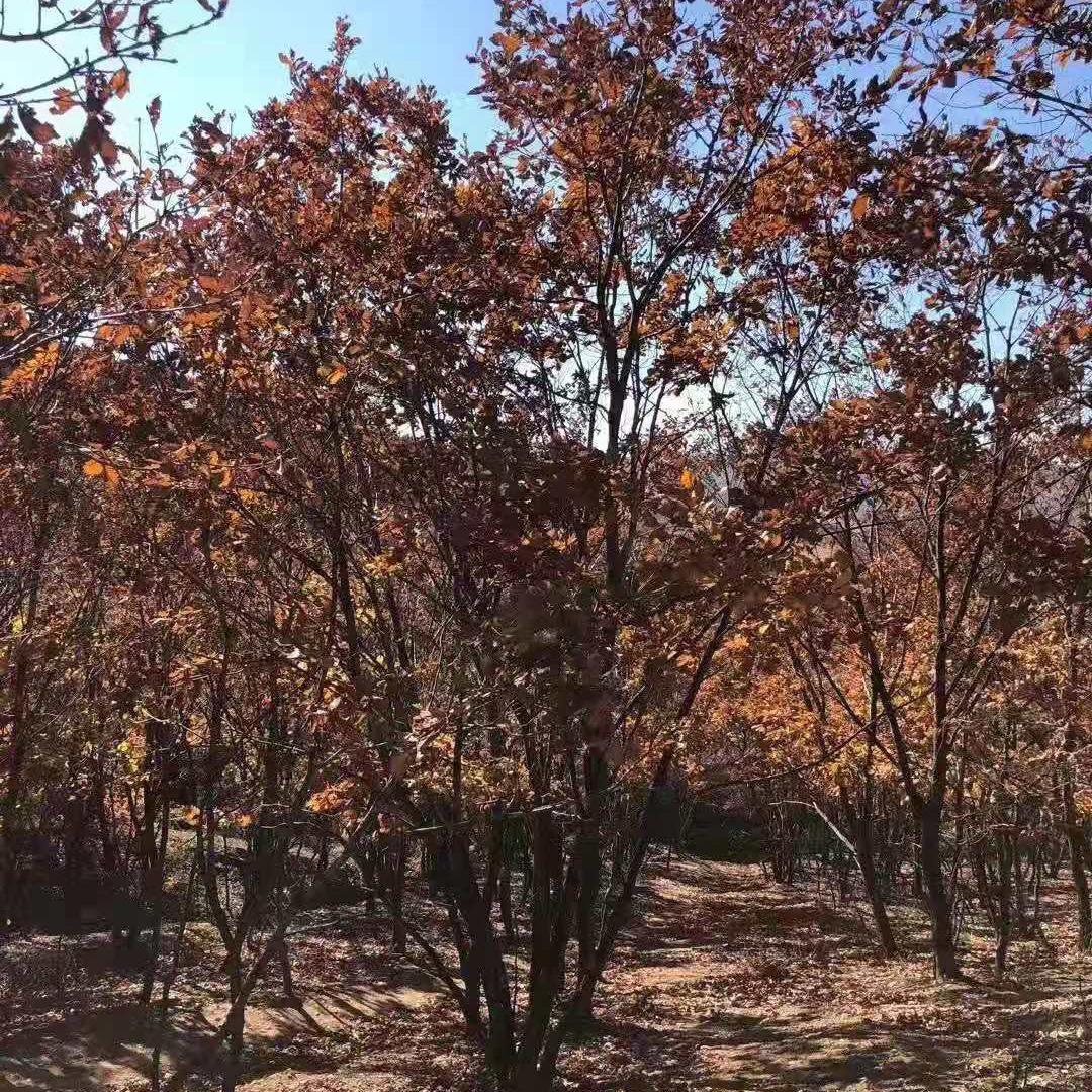 丛生卫矛 卫矛树 基地直发