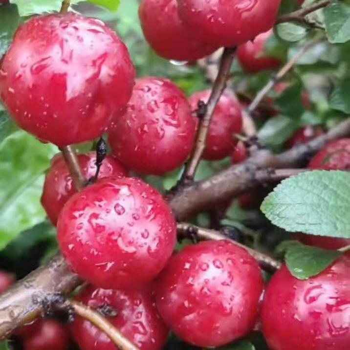 批发钙果苗 地栽盆栽苗 钙果苗价格