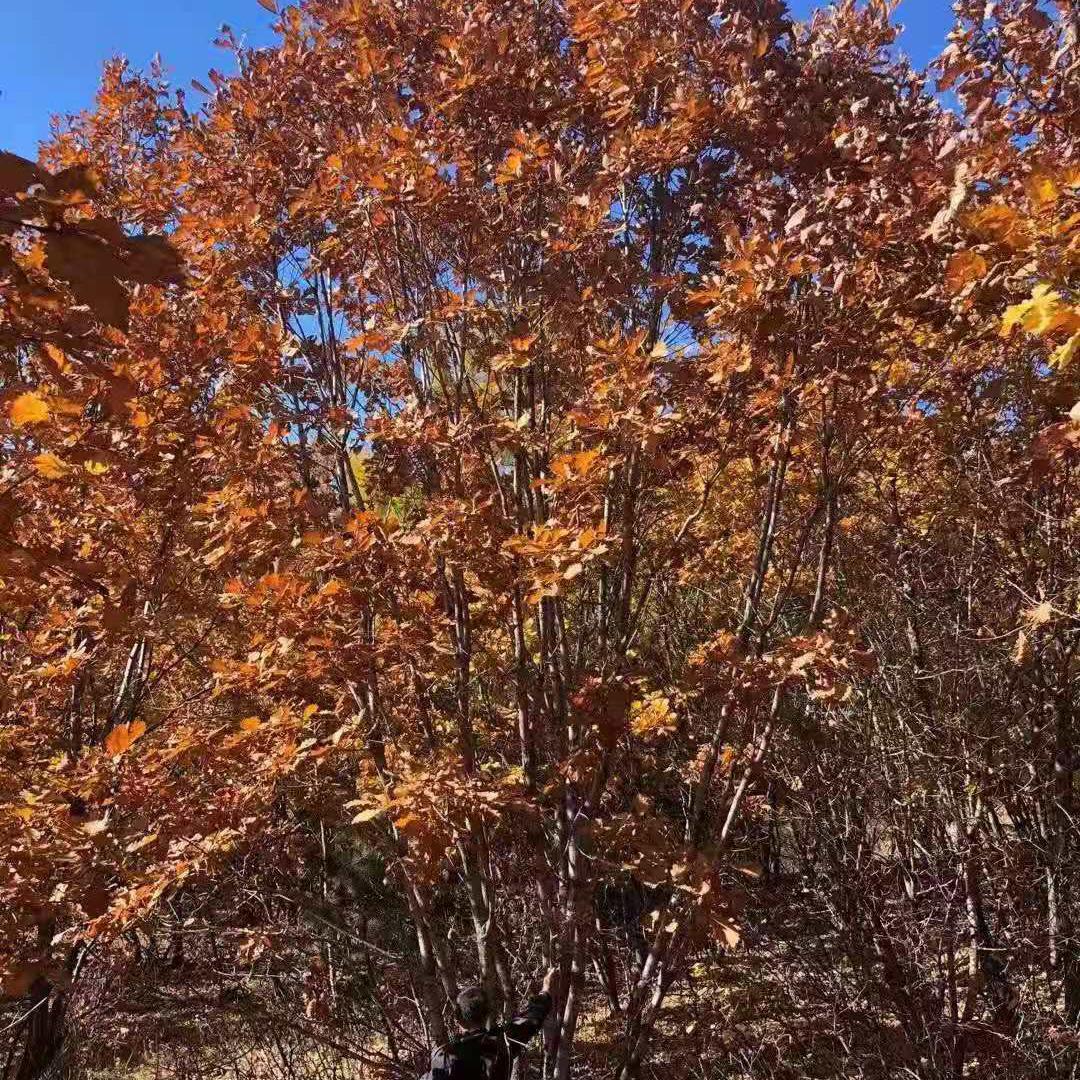 蒙古栎苗 蒙古栎苗厂家 东北地区批发零售