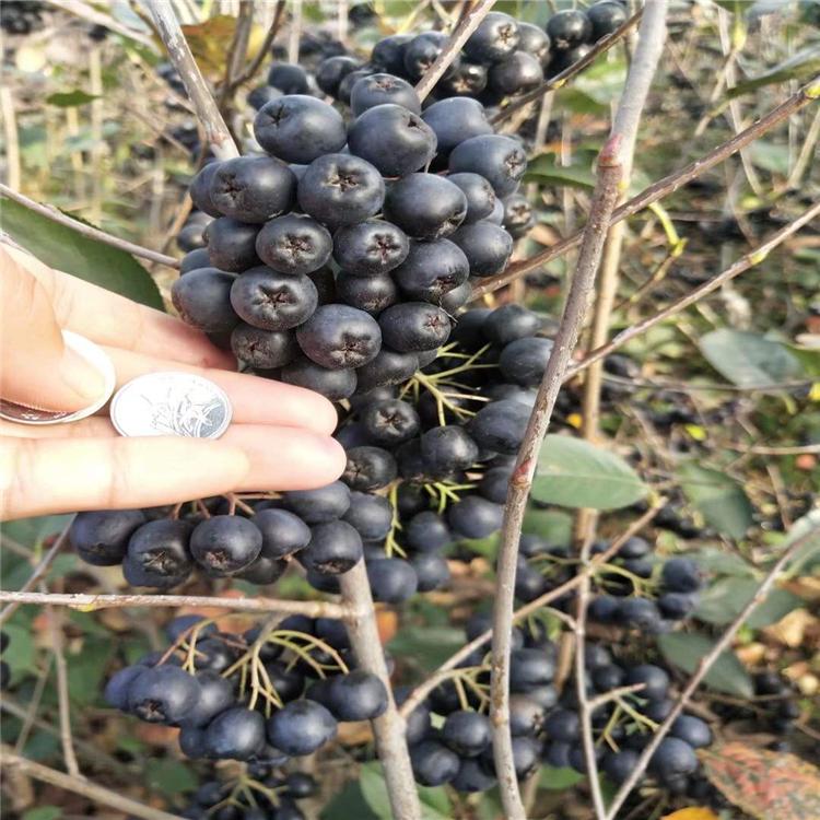 黑果花楸 不老莓 美国黑果花楸 黑果花楸批发