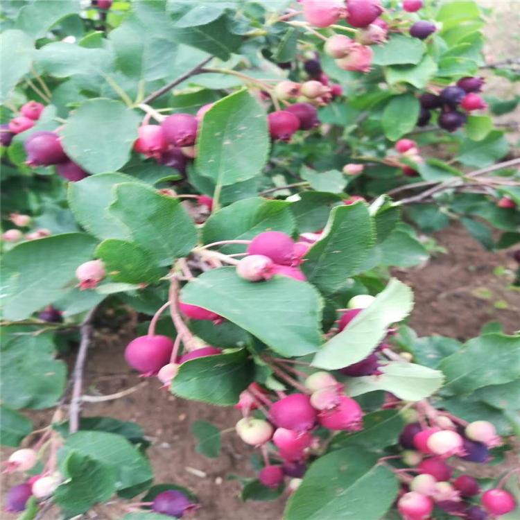 桤叶唐棣东北种植基地厂家直销 价格低廉大量出售