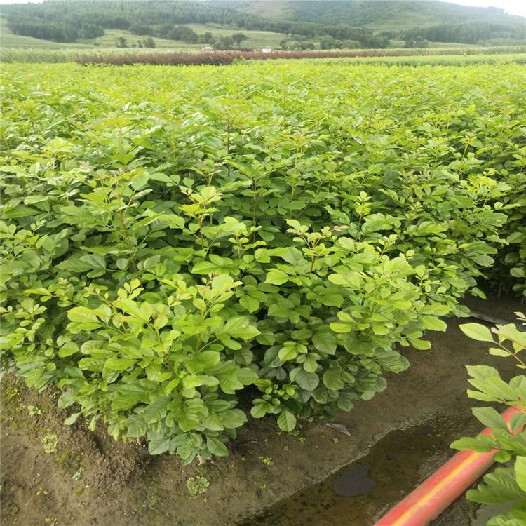 家腊东北种植基地 家腊批发价格低廉大量出售