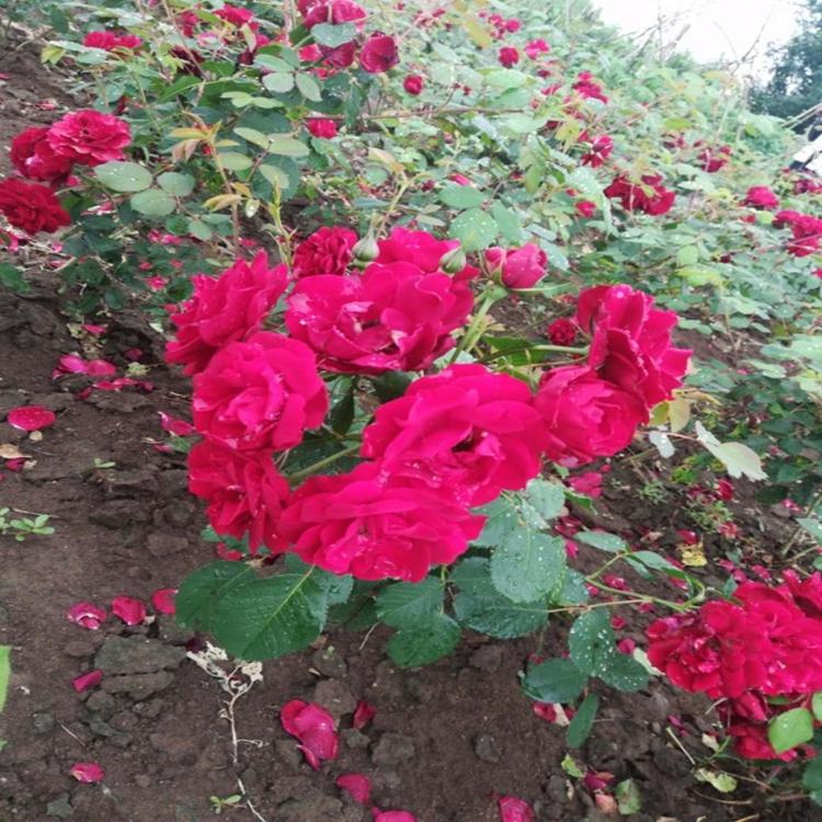 耐寒月季 丰花月季 丰花月季种植基地大量出售各种品种价格低廉